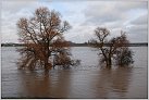 Klicke auf die Grafik für eine größere Ansicht 

Name:	Hochwasser Duisburg 9.1.2011 056.jpg 
Hits:	165 
Größe:	95,4 KB 
ID:	253217