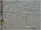 Klicke auf die Grafik für eine größere Ansicht 

Name:	Hochwasser k Schleuse Faulbach 02.06.2013 800.jpg 
Hits:	151 
Größe:	73,2 KB 
ID:	472209