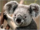 Klicke auf die Grafik für eine größere Ansicht 

Name:	Koala.jpg 
Hits:	189 
Größe:	114,2 KB 
ID:	410062