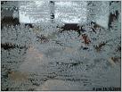 Klicke auf die Grafik für eine größere Ansicht 

Name:	Eisblumen am Steuerhausfenster_2.jpg 
Hits:	200 
Größe:	129,9 KB 
ID:	79238