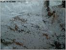 Klicke auf die Grafik für eine größere Ansicht 

Name:	Eisblumen am Steuerhausfenster_3.jpg 
Hits:	187 
Größe:	87,3 KB 
ID:	79239